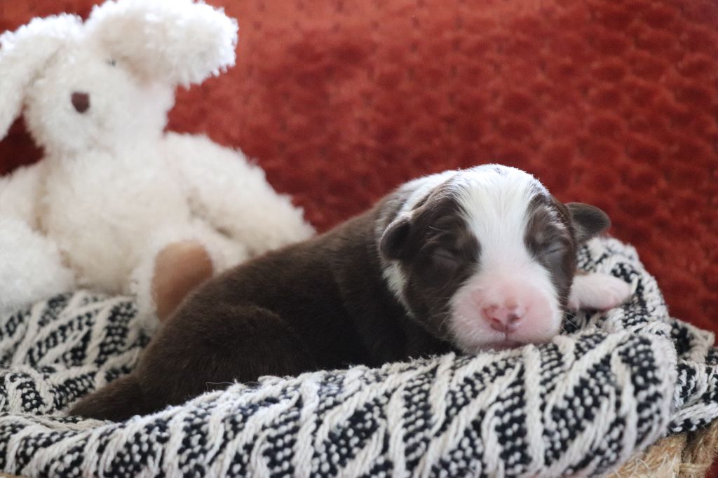 De La Terre D'Elliot - Chiots disponibles - Berger Australien