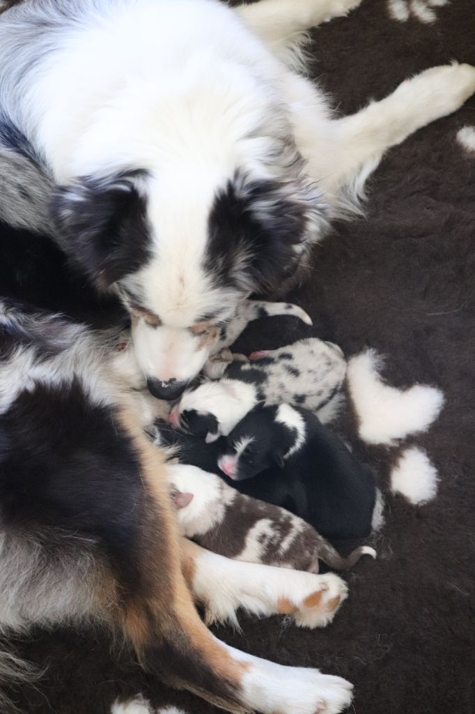 Chiot Berger Australien De La Terre D'Elliot