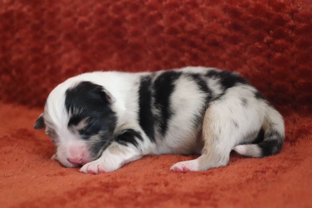 De La Terre D'Elliot - Chiots disponibles - Berger Australien