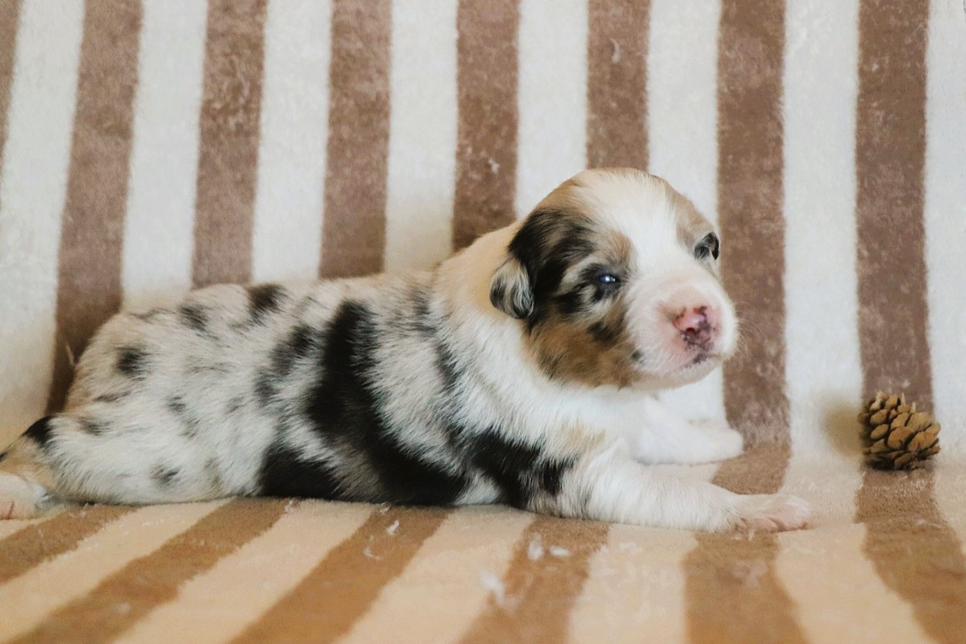 De La Terre D'Elliot - Chiots disponibles - Berger Australien