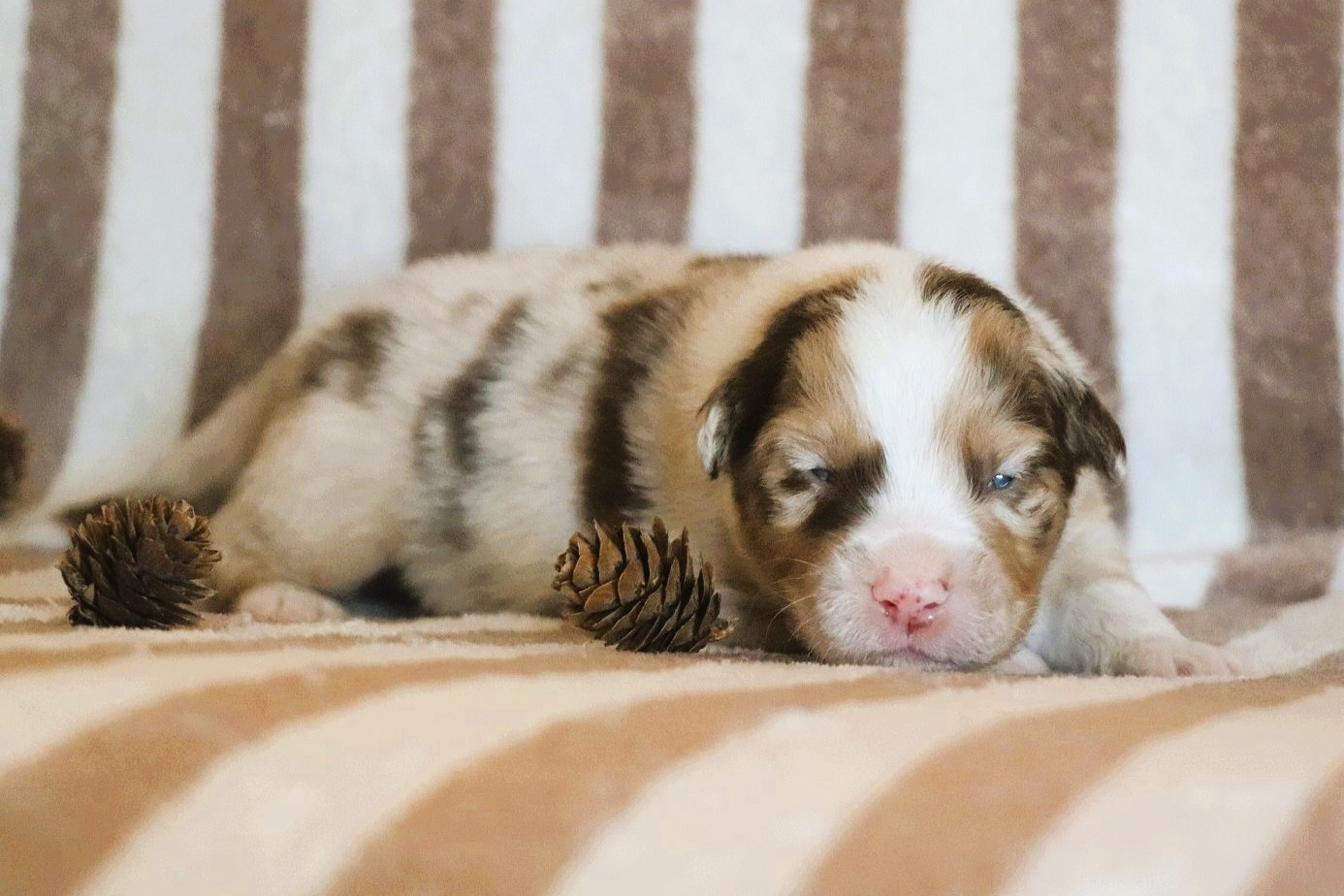 De La Terre D'Elliot - Chiots disponibles - Berger Australien