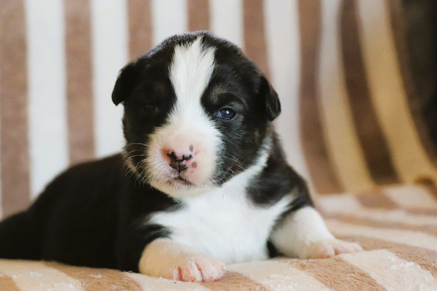 De La Terre D'Elliot - Chiots disponibles - Berger Australien