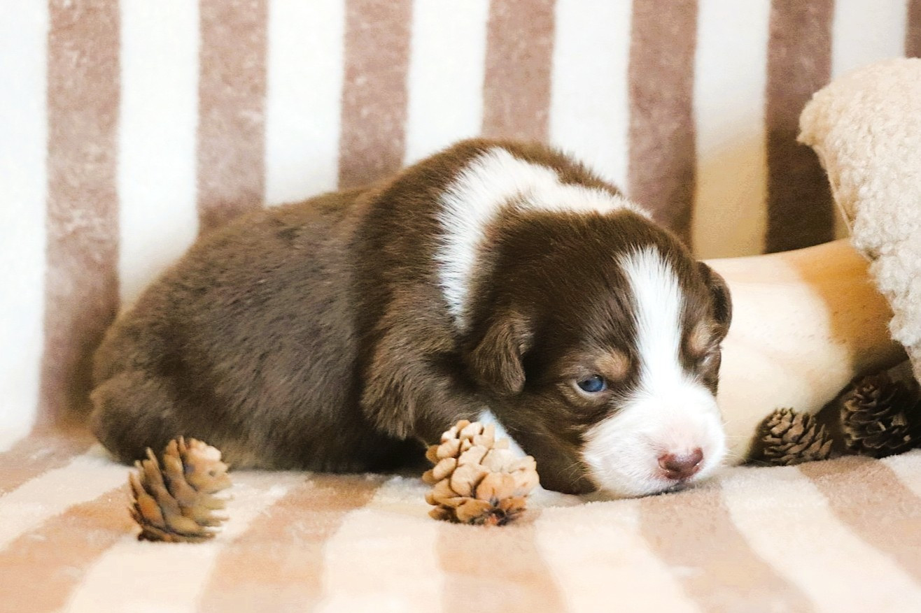 De La Terre D'Elliot - Chiots disponibles - Berger Australien