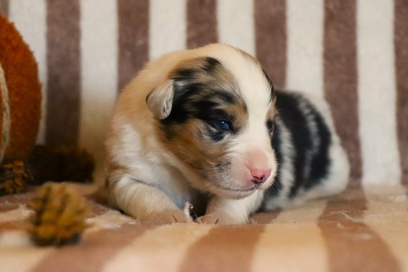 De La Terre D'Elliot - Chiots disponibles - Berger Australien