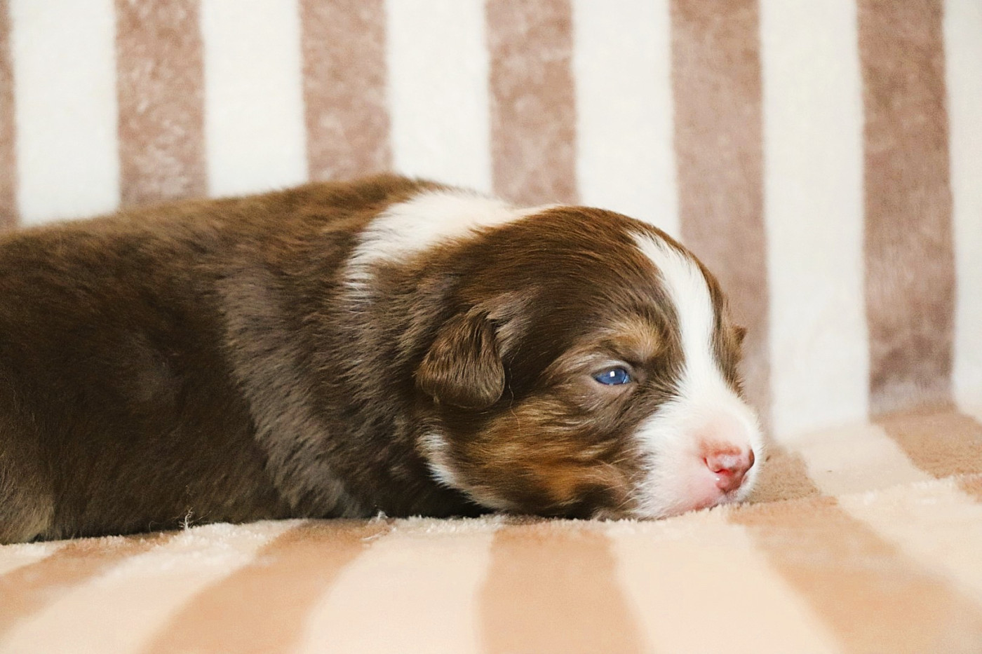 De La Terre D'Elliot - Chiots disponibles - Berger Australien
