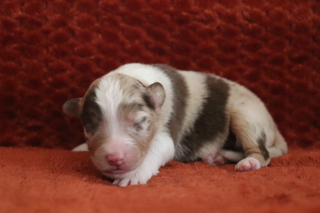 De La Terre D'Elliot - Chiots disponibles - Berger Australien