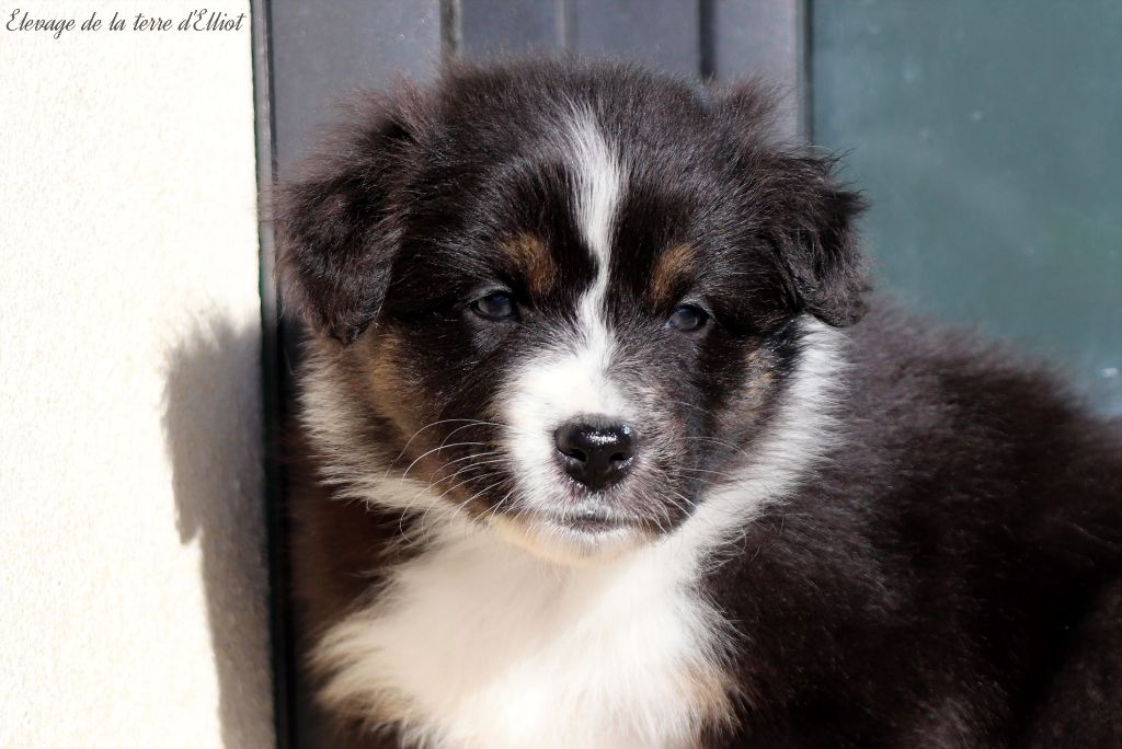 De La Terre D'Elliot - Chiots disponibles - Berger Australien