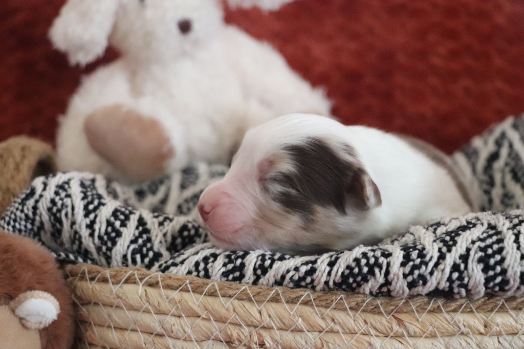 De La Terre D'Elliot - Chiots disponibles - Berger Australien