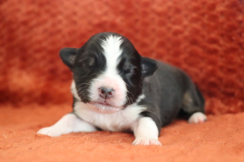 De La Terre D'Elliot - Chiots disponibles - Berger Australien