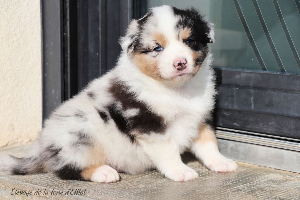 De La Terre D'Elliot - Chiots disponibles - Berger Australien