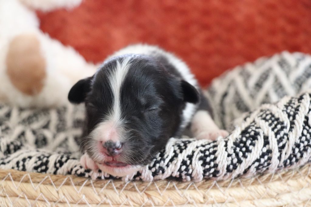De La Terre D'Elliot - Chiots disponibles - Berger Australien
