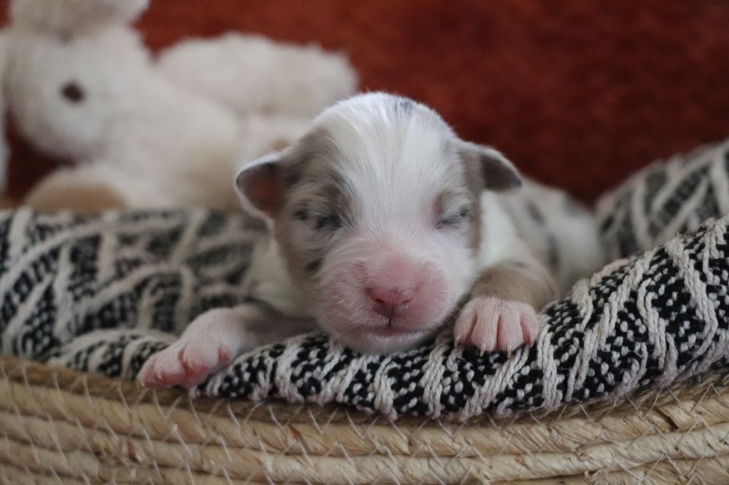 De La Terre D'Elliot - Chiots disponibles - Berger Australien