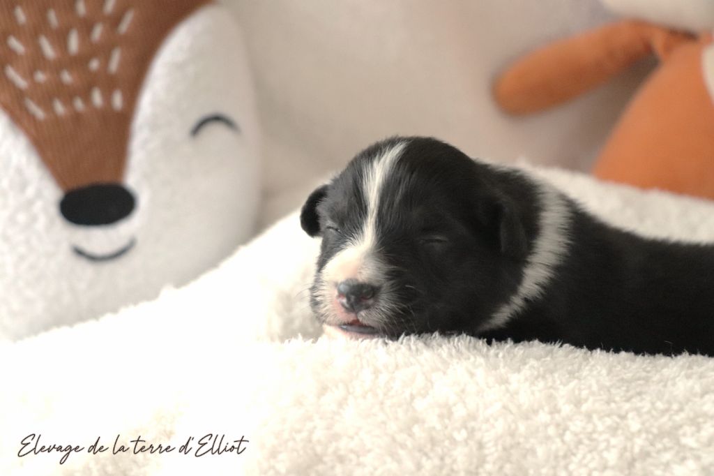 CHIOT 4 "Abu"